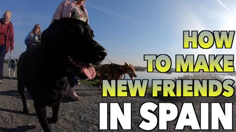Percy the Labrador meets some Rescue Dogs in Chiclana Spa...