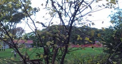 Morning walk to see husky boyfriends, Goldie & Husky pupp...