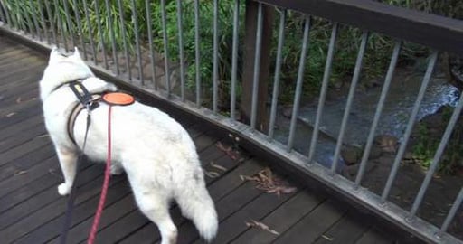 Husky girl found baby bird in the park