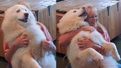 Husky Dog Trust Fall, Cuddles, Zoomies  & Howls With Mala...