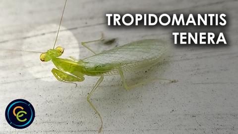 Tropidomantis Tenera on the wall
