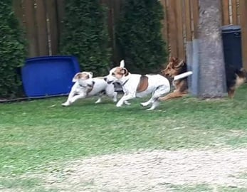 Puppies Play Tag