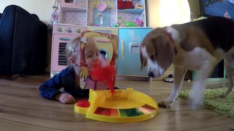 Funny  Dog Playing Pie face