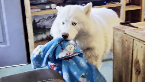 Husky Helps Sick Momma Brings Her A Blanket