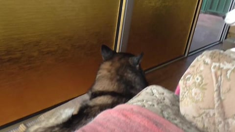 Husky's say good monring & Wolf gets a bath