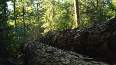 Drone HD | relaxing green forest