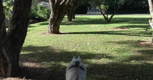 What makes a happy husky, Chasing Hare
