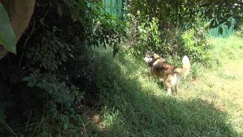 Auntie Lorna made 2 doggies happy