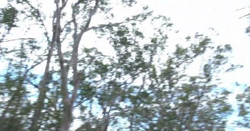 Husky's chasing Kangaroos & Motocross track