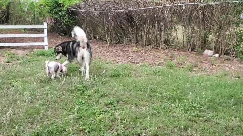 Princess Visits Tonka The Malamute!!