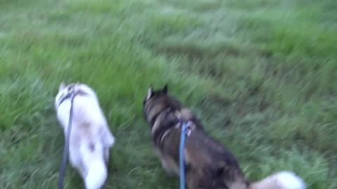Lovely evening hike a Husky before dinner