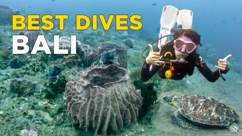 Most Beautiful Dive Sites in Bali | All You Need to Know