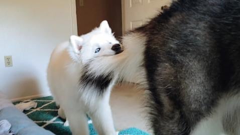 Malamute VS Husky Puppy Tug 