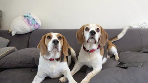 Worried Dog Welcomes His Beagle Sister After She came Bac...