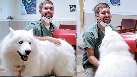 Can Monroe Have Puppies? Husky Goes To The Vet To See!