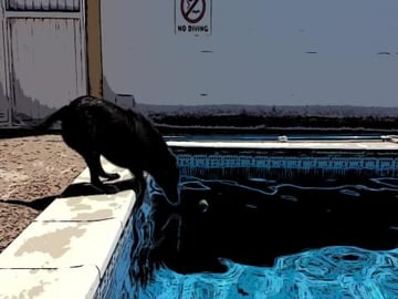 Our Dog Percy the Labrador Decides to Bury his Owner.