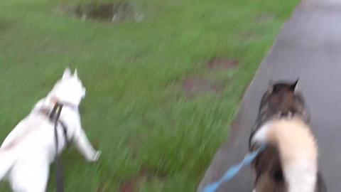 Sweet smelling husky off for a walk after a days stuck in...