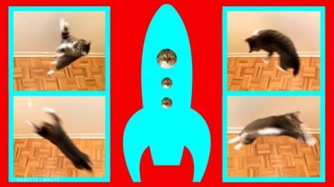 Kiara vs Gravity / Cute Funny Cat Video