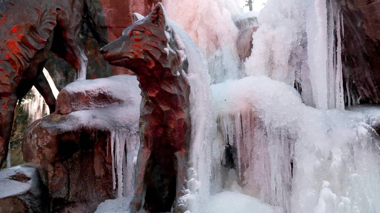 NC State's wolves get the deep freeze | Raleigh News & Observer