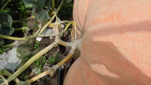 Sock Trick Grows a 2,043 lb  Pumpkin Michigan State recor...