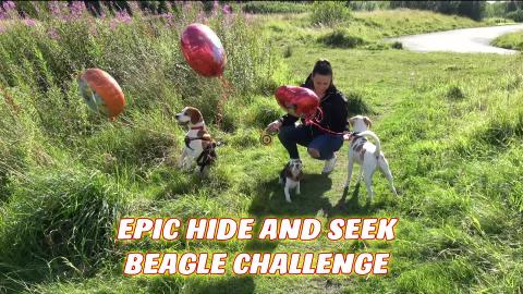 Hide and seek with dogs where everything goes wrong