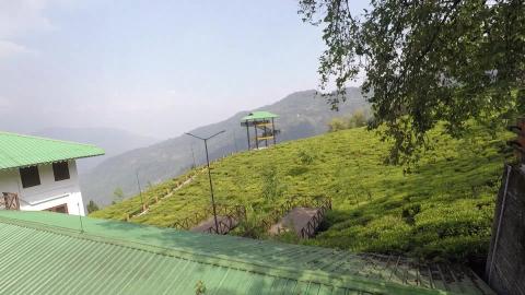 Other Side of Temi Tea Garden | Sikkim