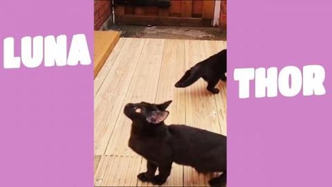 3 years ago I was a little kitten 