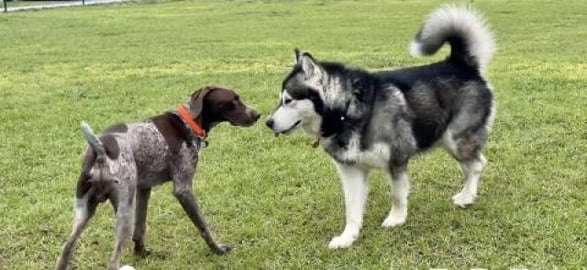 German Shorthaired Pointer Doesn’t Trust Giant Malamute...