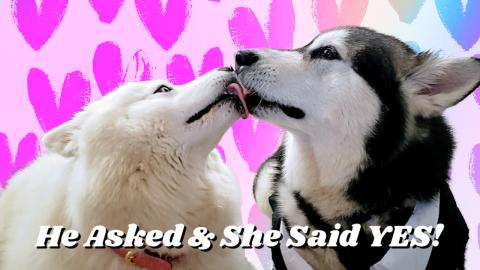 Malamute's Marriage Proposal To Husky | He Asked She Said...