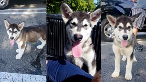Rescued Malamute Puppy