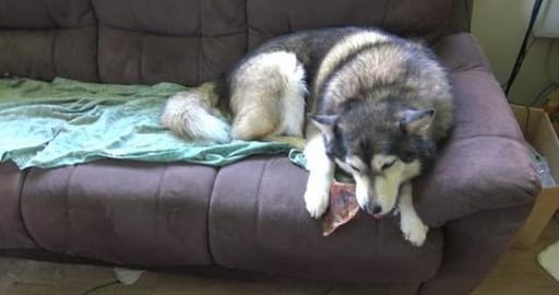 Look what arrived today, crunchy treats