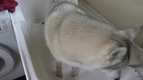 Puppy husky tests out the new dog bath