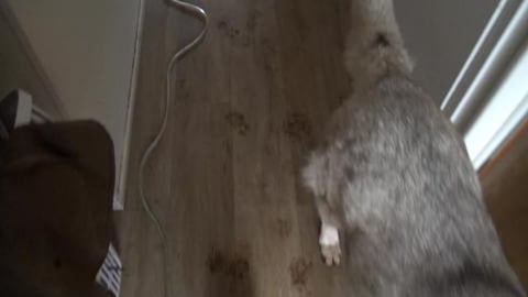 Follow the Husky footprints, then playtime & haircut