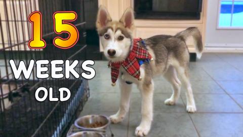 15 Weeks Old Husky Puppy: Day by Day | Funny Dogs Video 