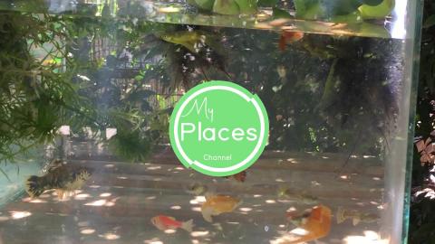 Watching Fish-Part #2