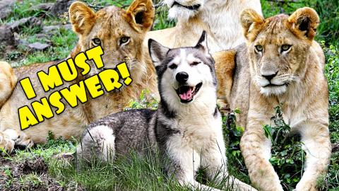 My Husky Reacts to Animal Sounds | Funny Dogs Video 