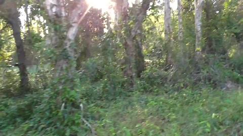 Hiking with a malamute and husky