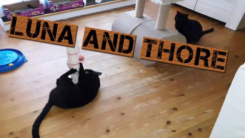 Luna And Thore Always Ready To Play