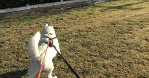 We met a Husky in Cambooya