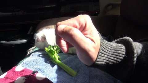 Baby Guinea Pig Bela enjoys a little bit of freedom