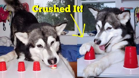 Malamute Dog | Literally Crushes The Shell Game