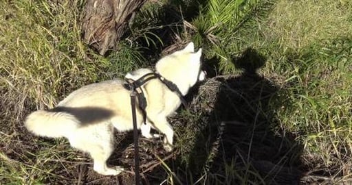 Found alien space craft, horses for husky to talk too