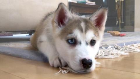 Husky Puppy Playing | Funny Puppy Video 