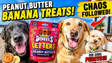 Percy and Pals try out Denzel´s Treats