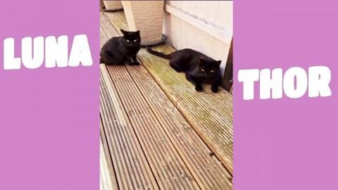 Brother and sister my little cute kittens ❤️ 