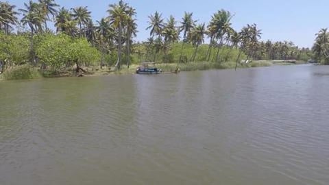 Cruising With Ducks In Poovar Mangroves | Kerala