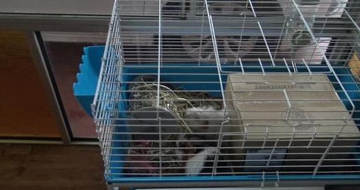 Guinea Pigs test Hay Wheel & presents from Aunt Clare