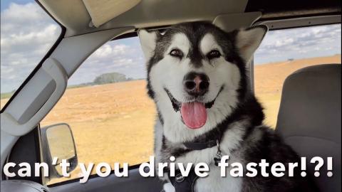 Mad Malamute Screams At Me | Are We There Yet?