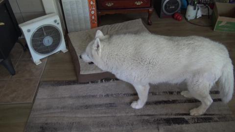 Husky demands lunch whilst Guinea Pigs nap