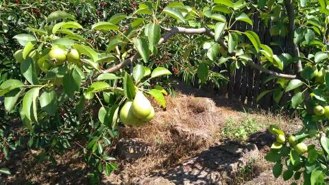 My pears !